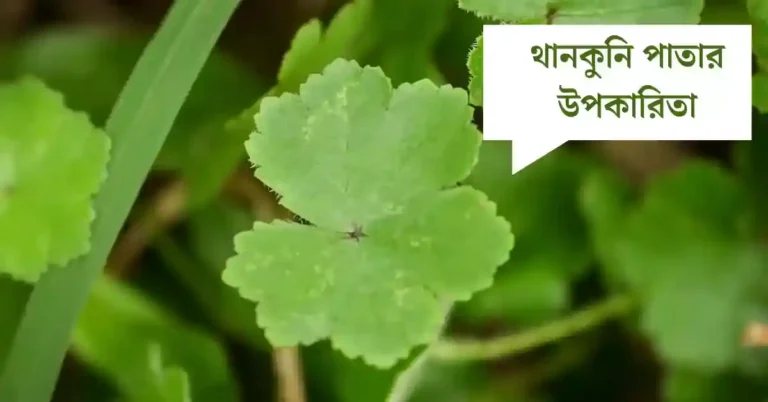 থানকুনি পাতার উপকারিতা