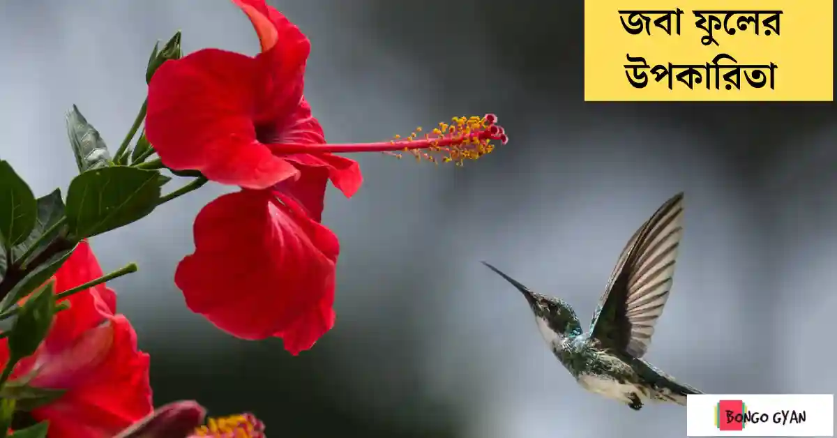 জবা ফুলের উপকারিতা