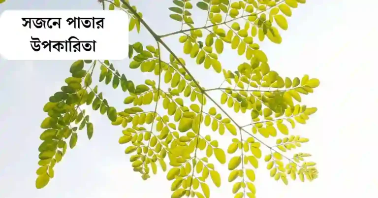 সজনে পাতার উপকারিতা