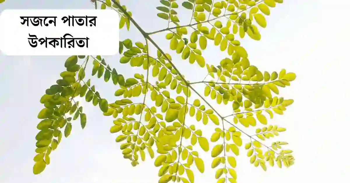 সজনে পাতার উপকারিতা
