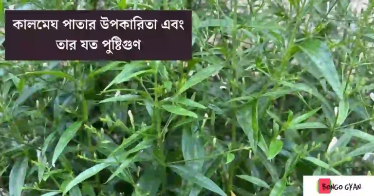 কালমেঘ পাতার উপকারিতা