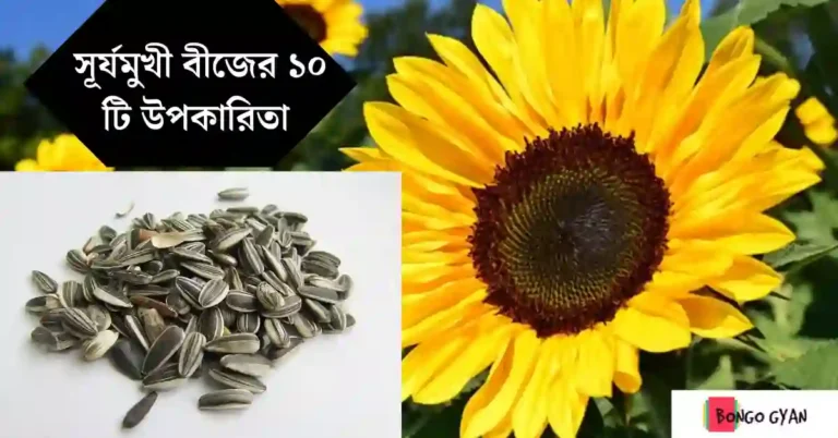 সূর্যমুখী বীজ খাওয়ার উপকারিতা